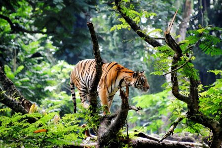 tiger tracking bardia safari tour