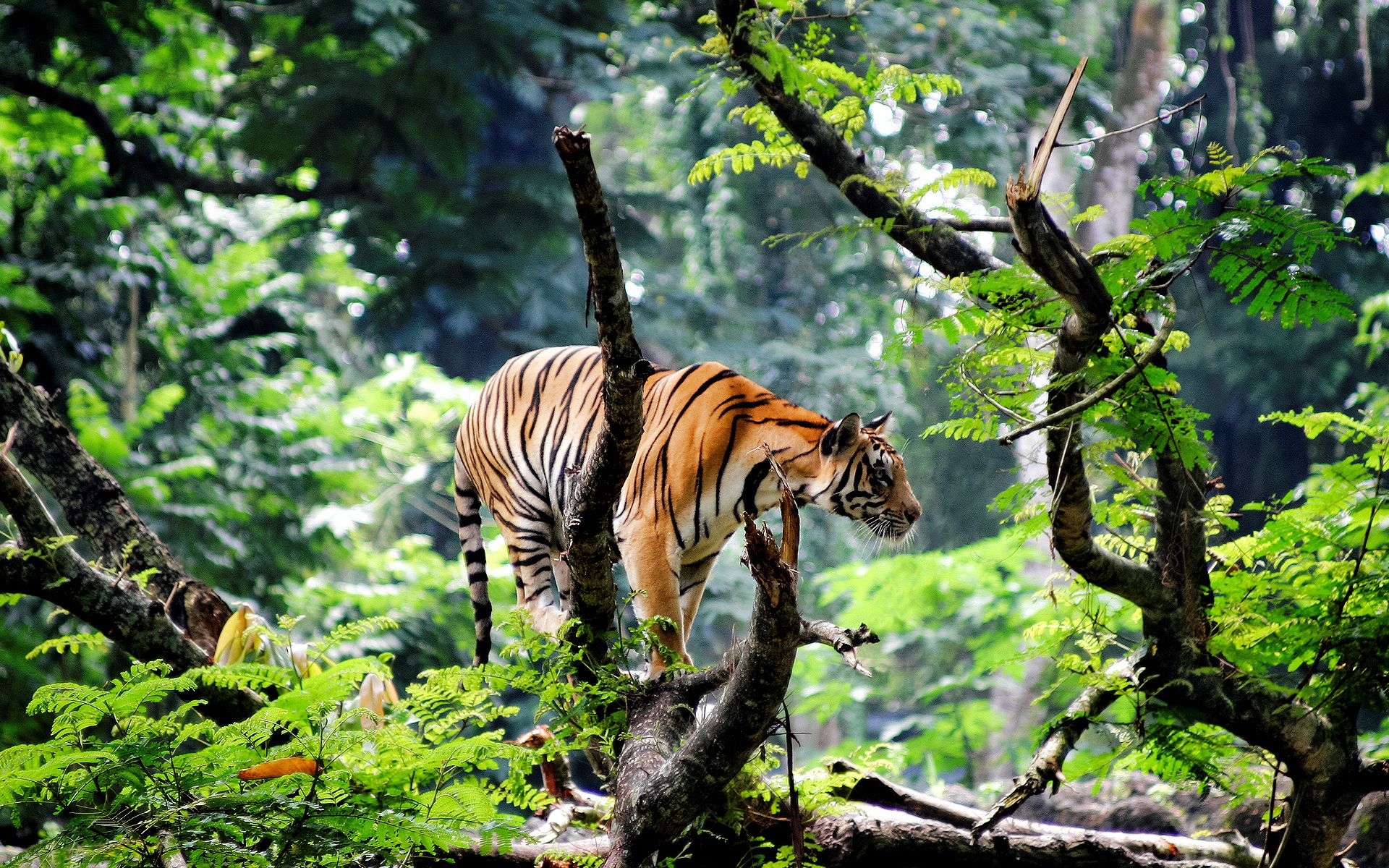 tiger tracking bardia safari tour