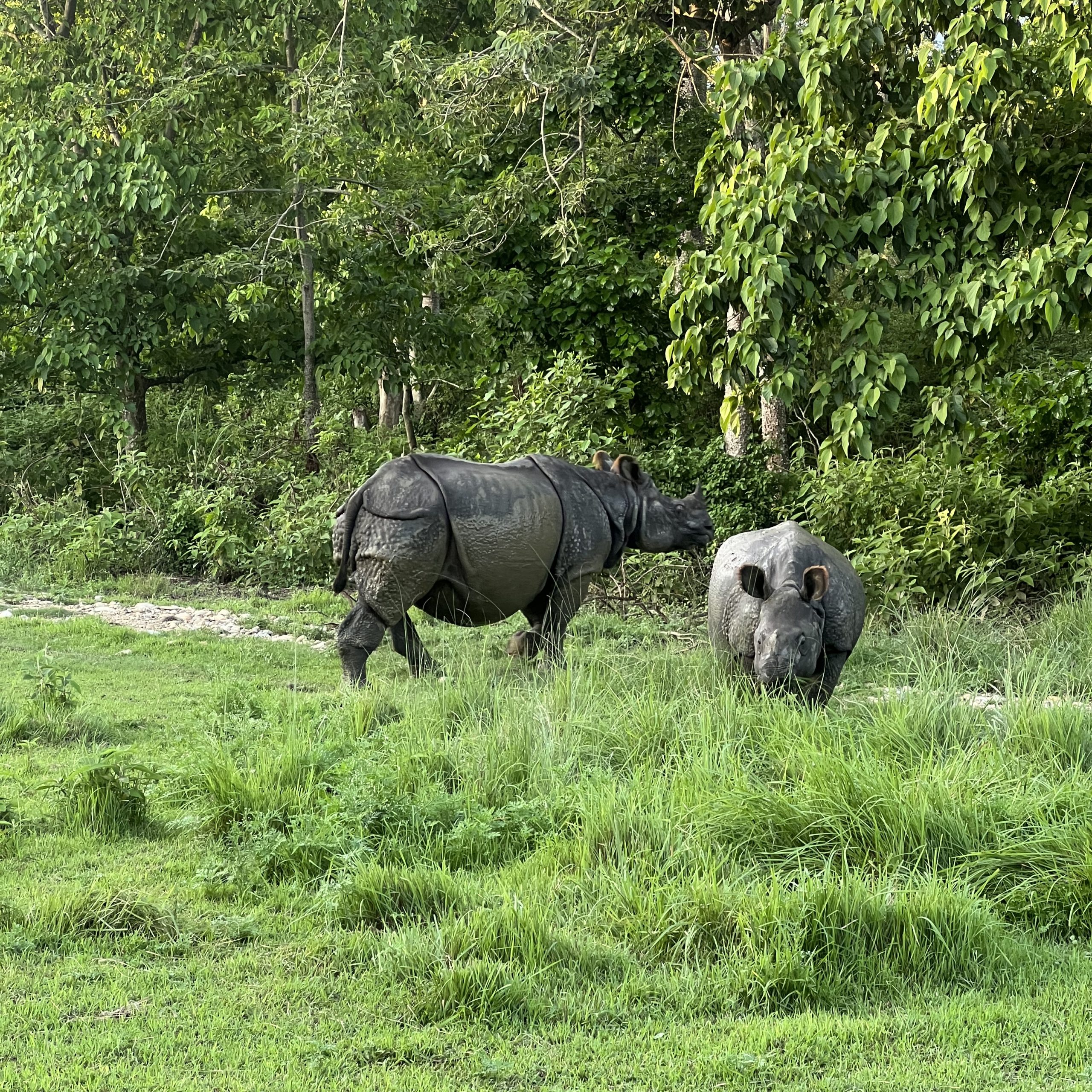 rhino seen in Chitwan safari tour