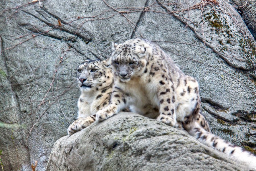 snow leopard tracking